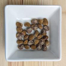 Купить семена гавайская роза (Argyreia nervosa) Ботаника Argyreia nervosa (Гавайская роза)