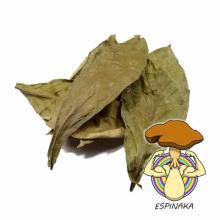 Купить Psychotria viridis (Чакруна): ботанические и культурные особенности