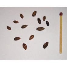 семена erythroxylum coca