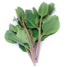 Листья catha edulis