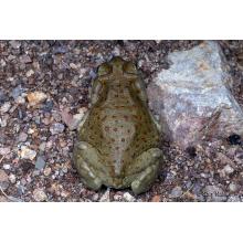 буфо альвариус жаба Bufo Alvarius toad
