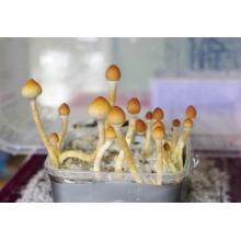 споры грибов кубенсис пси psilocybe cubensis
