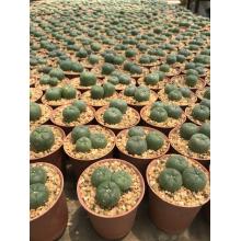Живой кактус Лофофора Уильямса (Lophophora williamsii) 