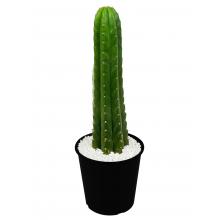 Живой кактус Trichocereus PACHANOI (Трихоцереус, Кактус Сан Педро)