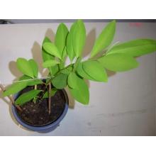 Растение Ростки Саженцы Коки Erythroxylum coca