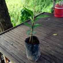 Живое Растение Ростки Саженцы Кратом Mitragyna speciosa