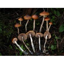 Псицилоцибин споры мицелий Psylocibin