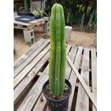кактус сан педро Trichocereus PACHANOI живой