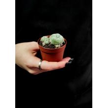 кактус Пейот Lophophora Williamsii живой