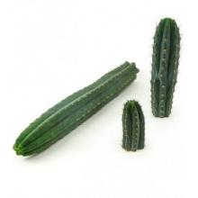 кактус сан педро Trichocereus PACHANOI Готовый сушенный