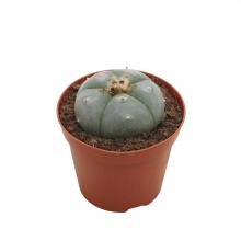 кактус Пейот Lophophora Williamsii капсулы