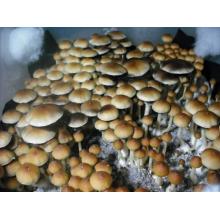 Псилоцибин psilocybe cubensis принты споры мицелий