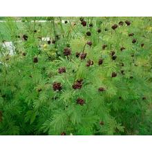 Десмантус иллинойский Desmanthus illinoensis (кожура корневища)