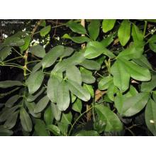 Пилокарпус Pilocarpus organensis