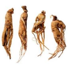 Купить корень Мандрагора (Mandragora Officinarum – Mandrake)