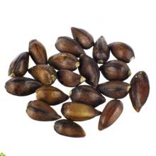 Купить Семена Хвойник китайский (Ephedra Sinica) seeds