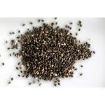 Купить Семена сальвия дивинорум (Salvia divinorum Seeds) Шалфей предсказатель