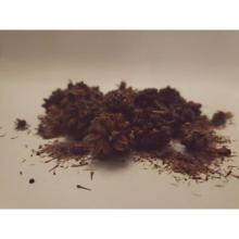 Купить Семена Кратом Kratom, Ketum (Mitragyna speciosa)