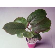 Купить Черенок кратом Kratom, Ketum (Mitragyna speciosa) (живое растение)
