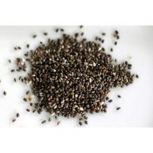 Купить Семена сальвия дивинорум (Salvia divinorum Seeds) Шалфей предсказатель
