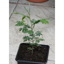 Купить Черенок Acacia Maidenii (Maiden’s Wattle)