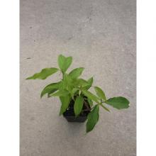 Купить Черенок Banisteriopsis Caapi (Yage’) “Cielo Strain”