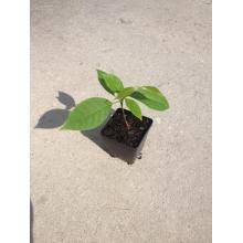 Купить черенок Banisteriopsis Caapi (Yage’) “Tunkunaca Strain”