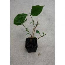 Купить черенок Banisteriopsis Muricata (Red Caapi / Yage)