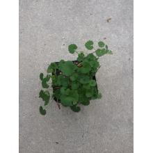 Купить черенок Centella Asiatica (Gotu Kola)