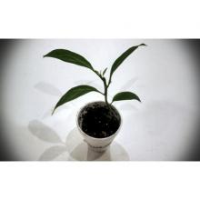 Купить черенок Cestrum Nocturnum (Night-Blooming Jasmine)