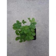 Купить черенок Gynostemma Pentaphyllum (Jiaogulan)