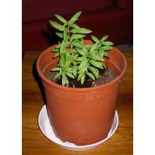Купить черенок Heimia Salicifolia (Sinicuichi / Sun Opener)