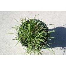 Купить черенок Heirochloe Odorata (Sweet Grass Plant)