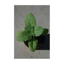 Купить черенок Hyoscyamus Niger (Black Henbane)