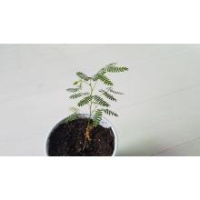 Купить Черенок Mimosa Hostilis plant Jurema, Tenuiflora