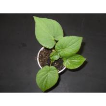 Купить черенок Piper Auritum (Rootbeer Plant / False Kava)