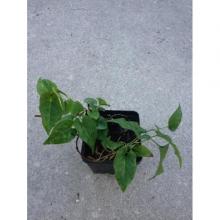Купить черенок Polygonum Multiflorum (FO TI)