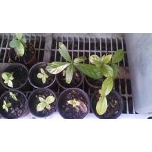 Купить черенок Psychotria viridis – Chacruna