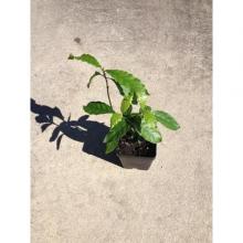 Купить черенок Pyschotria Alba (False Chacruna)