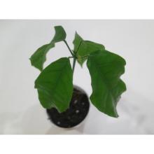 Купить черенок Theobroma Cacao “Criollo” 