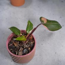 Купить Черенок живое растение Khat (Catha edulis)