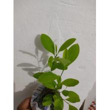 Купить Черенок Коки (erythroxylum coca) живое растение