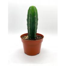 Купить Живой кактус san pedro Trichocereus pachanoi