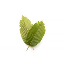 Купить Сухие листья кратом (Mitrogyna Speciosa)