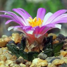 Купить семена Ariocarpus fissuratus var. hintonii