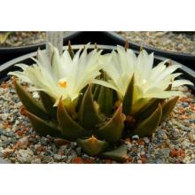 Купить Семена Ariocarpus trigonus elongatus