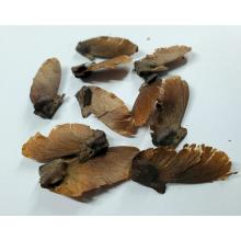 Купить семена diplopterys cabrerana