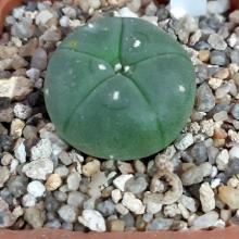 Купить Семена Lophophora williamsii var. refugio