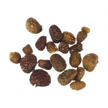 Купить Семена Nicotiana Rustica Mapacho ( Мапачо) 50 Штук
