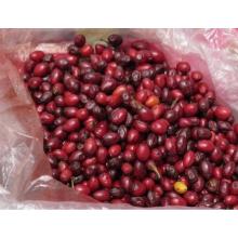Купить Семена коки (Erythroxylum coca) 50 штук
